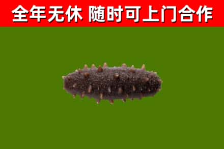 娄底回收海参干